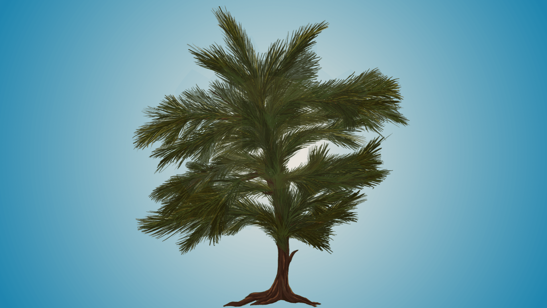 Fir - European Flora